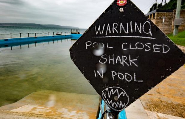shark in pool