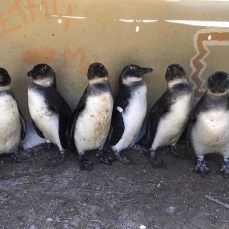 healthy penguins