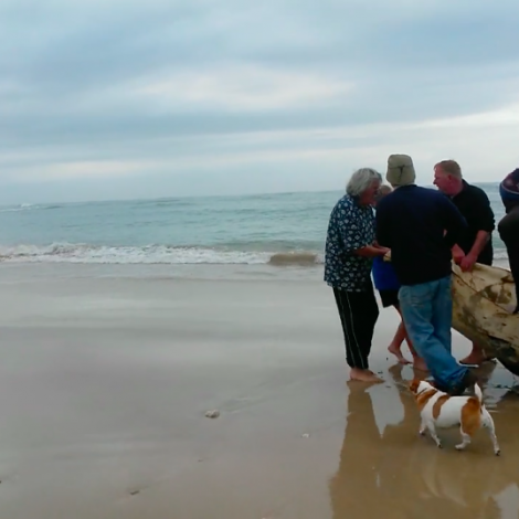 Dolphin Rescue