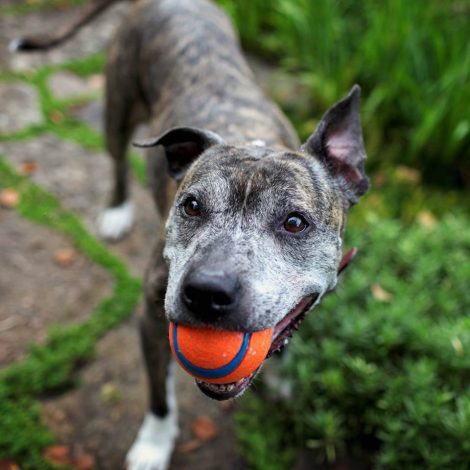 elderly dogs SPCA