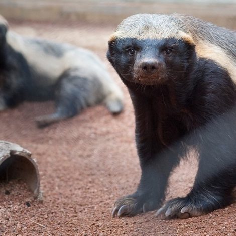 honey badger