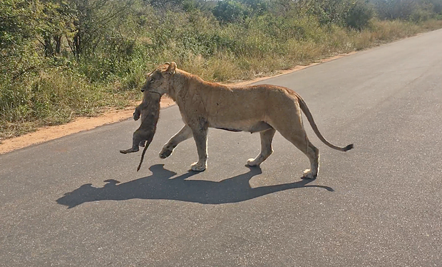 lioness
