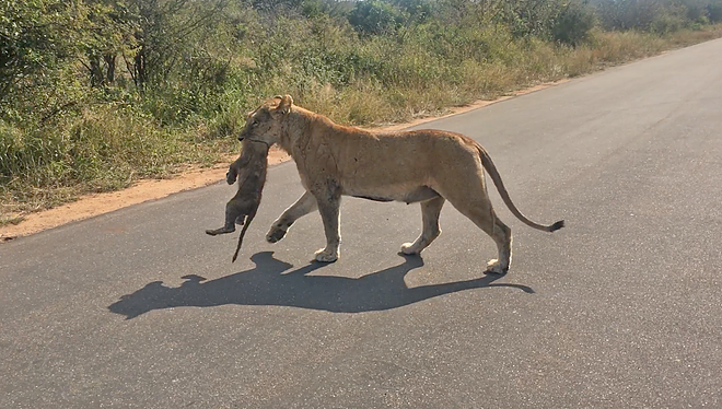 lioness