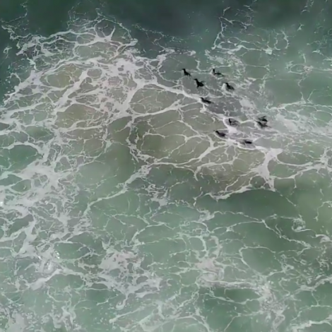 penguins release