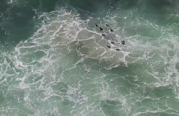 penguins release