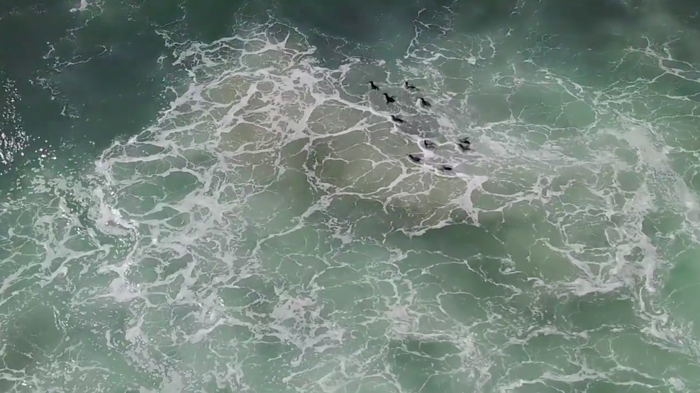Relieved Penguin Watch: Incredible footage of 10 penguins being released back into the wild.