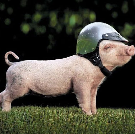 cliffcentral-goodstuff-pigspotter