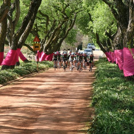 Pink Trees