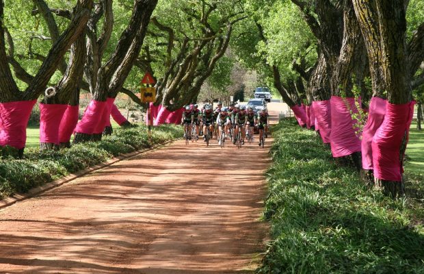 Pink Trees