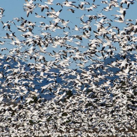snow-geese-migration