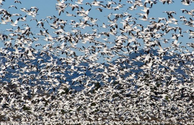 snow-geese-migration