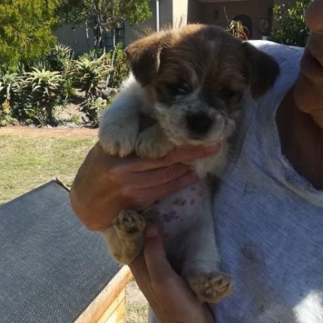 Firefighter saves little puppy in a borehole