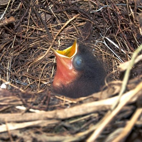 cape robin chat baby nest