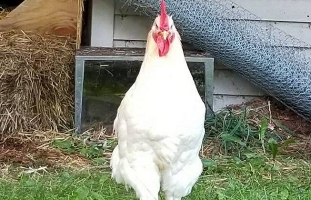 Free Rooster Advert