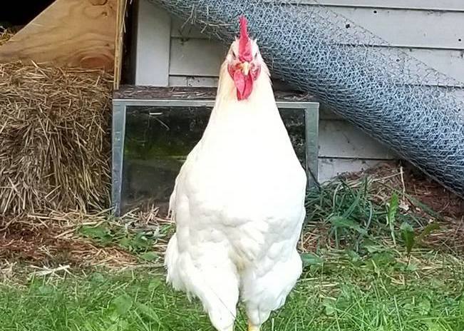 Free Rooster Advert