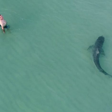 tiger shark miami beach