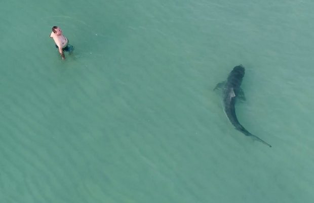 tiger shark miami beach