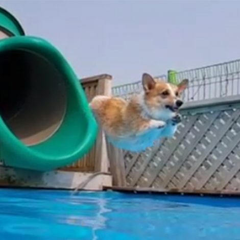 Corgis pool party