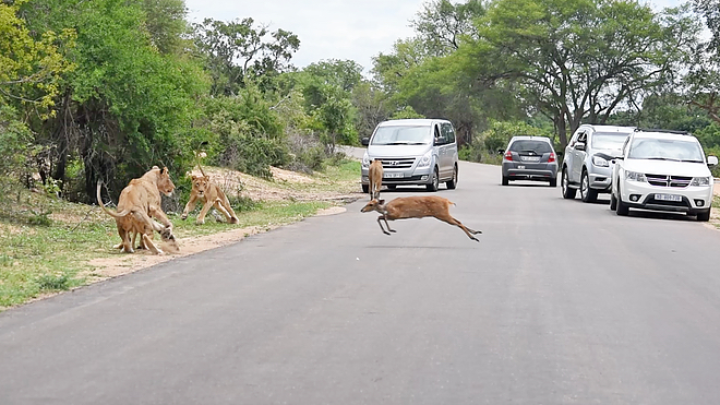 kruger sighting buck lion lionesses