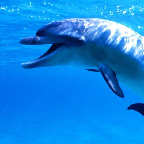 dolphin underwater