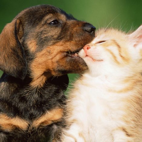 Puppies dogs