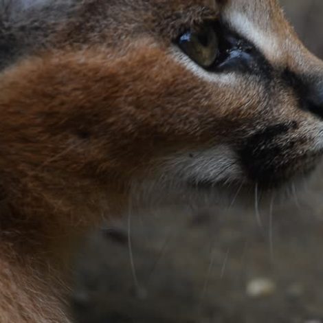 caracal on Lion's Head
