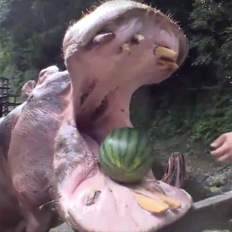 hippo eating watermelon