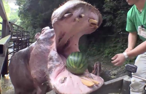 hippo eating watermelon