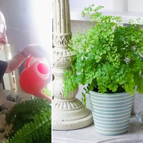 Husband fulfils dying wife's request to water plants, learns they're plastic years later