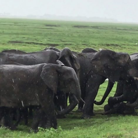 elephant