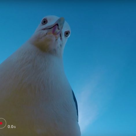 Seagull Drone Footage
