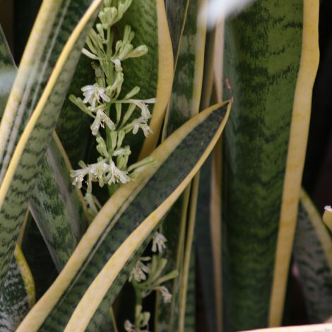 houseplants