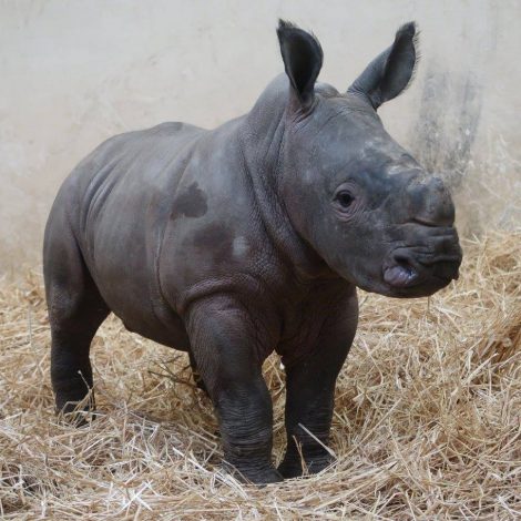 White Rhino Calf