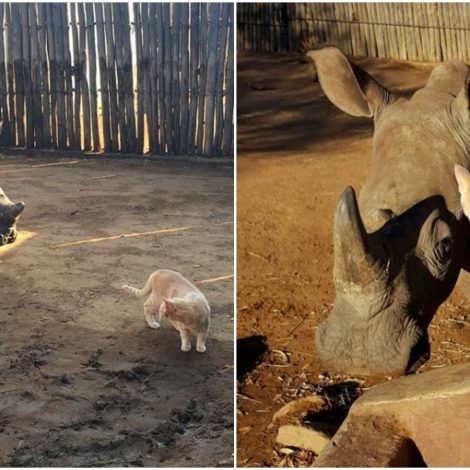 orphaned rhino