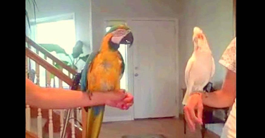 Two birds in a dance-off