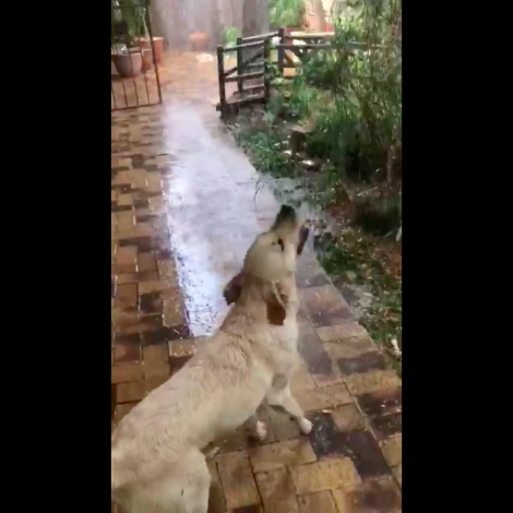 dogs reaction