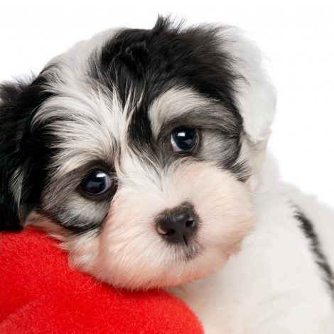 dog hotel SPCA Valentines Day