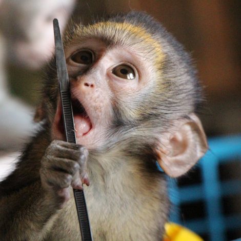 Monkey-Mom Single mom loses everything due to lockdown, starts volunteering as a "monkey-mom" and - Umsizi Vervet Monkey Rescue Animal Sanctuary