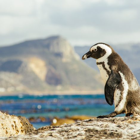 Boulders Beach Penguin