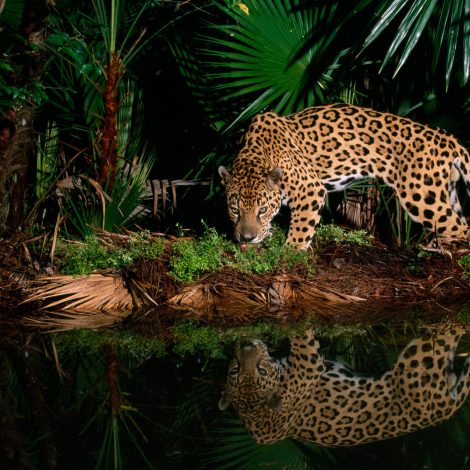 Must Watch: A jaguar attacking a crocodile... underwater... is the craziest thing you will see today!