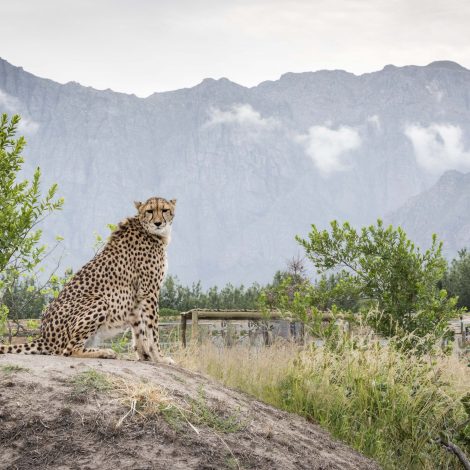 Cheetah Experience Ashia, a world-class cheetah sanctuary and working farm outside Paarl in South Africa’s Western Cape, has opened its doors