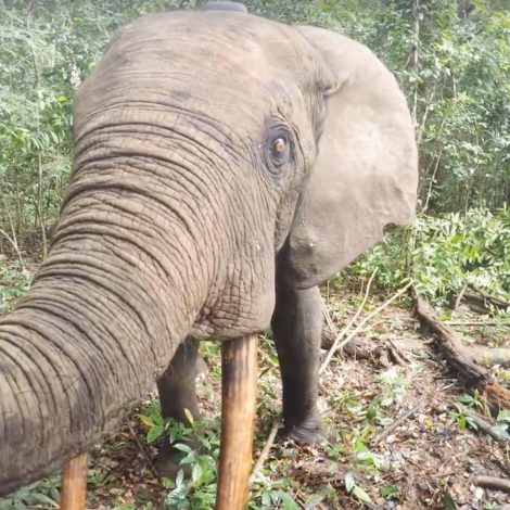 Elephant wake up call