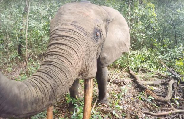 Elephant wake up call