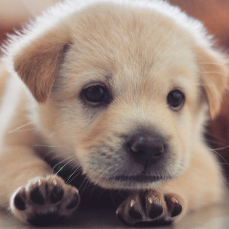 fur baby