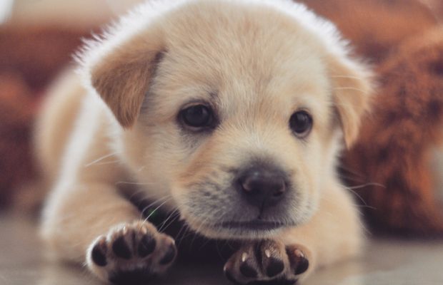 fur baby