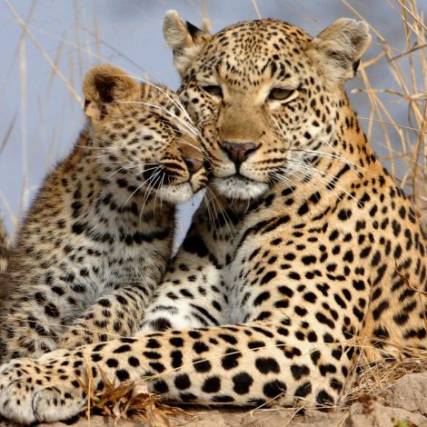 leopard and cub Indalo