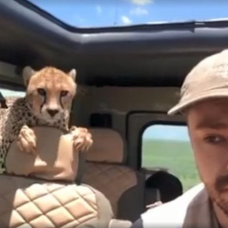 A Cheetah jumped into a tourists car while on safari.