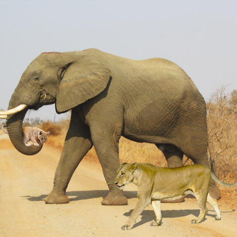 Who knew that an Elephant could help a Lioness by carrying her cub in it's trunk?