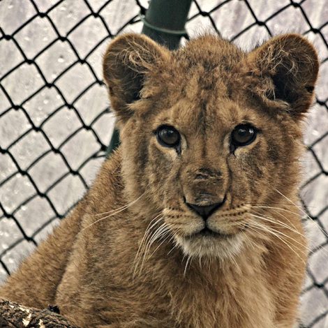 Paris Bring King the Lion Home South Africa