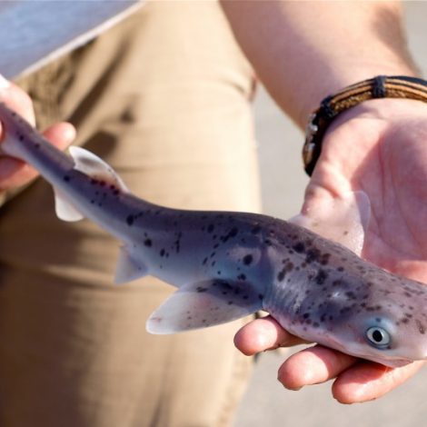 Sevengill shark pup